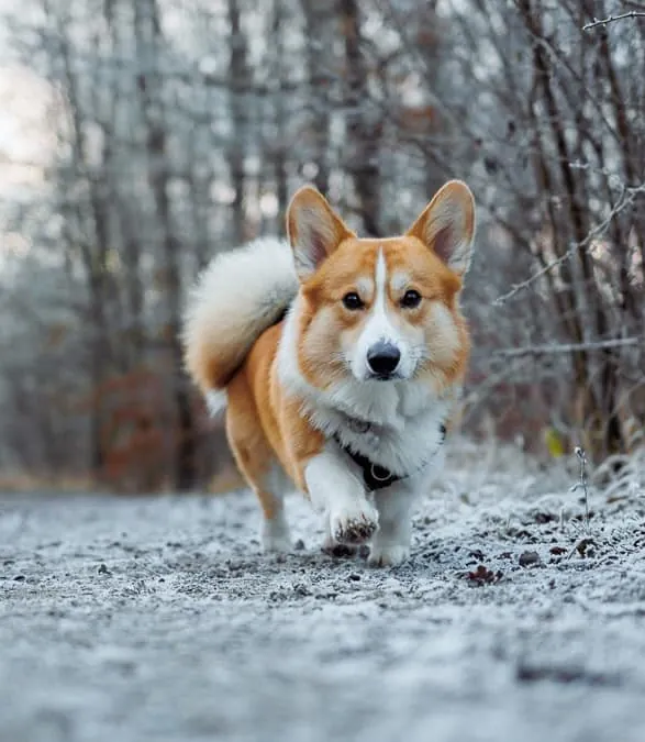 Riley the corgi trotting along a frosty woodland path